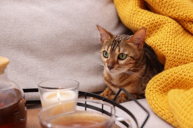 Photo of Cute Bengal cat lying near tray with tea on sofa at home. Adorable pet