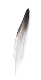 Photo of One beautiful bird feather isolated on white, top view