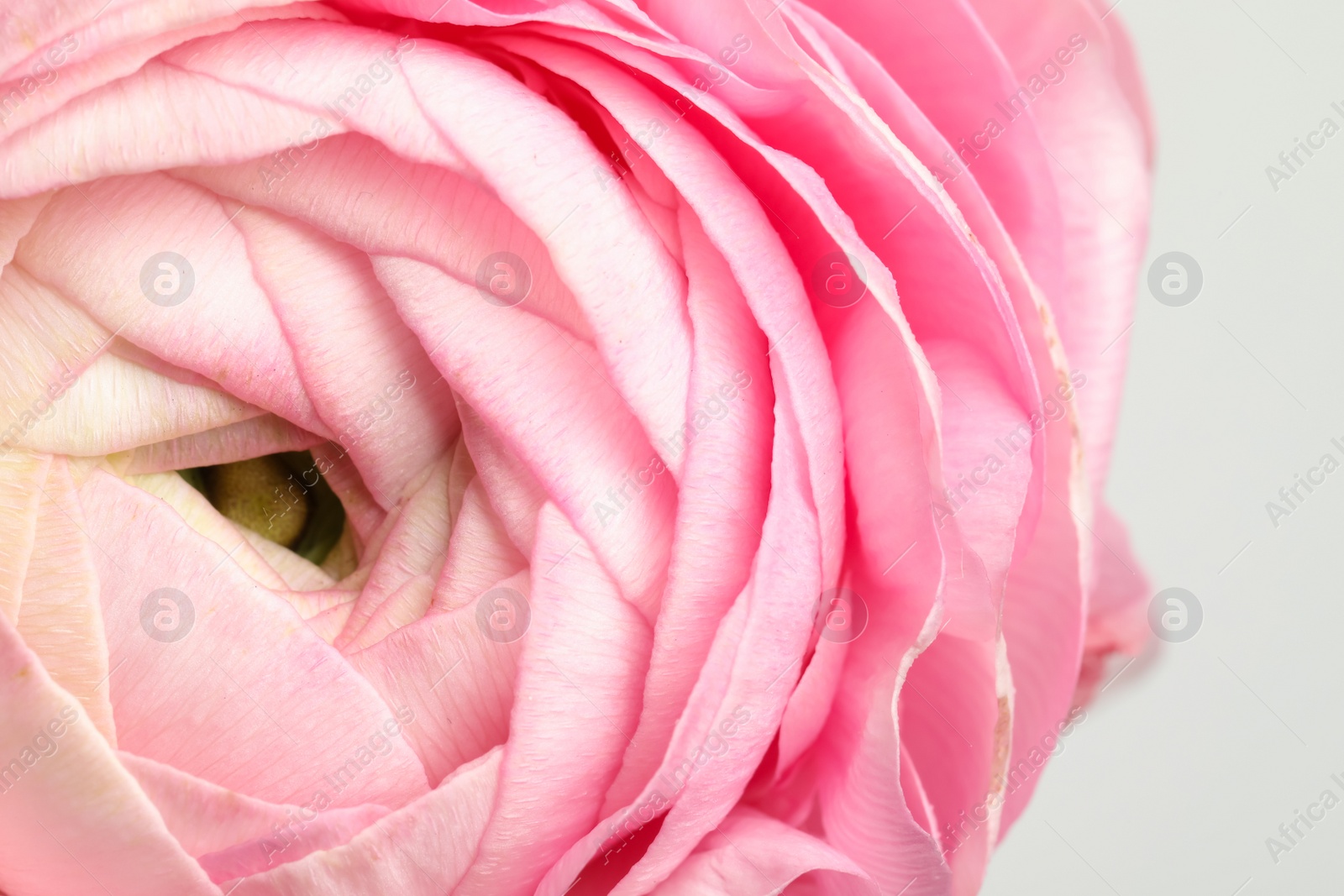 Photo of Closeup view of beautiful delicate ranunculus flower