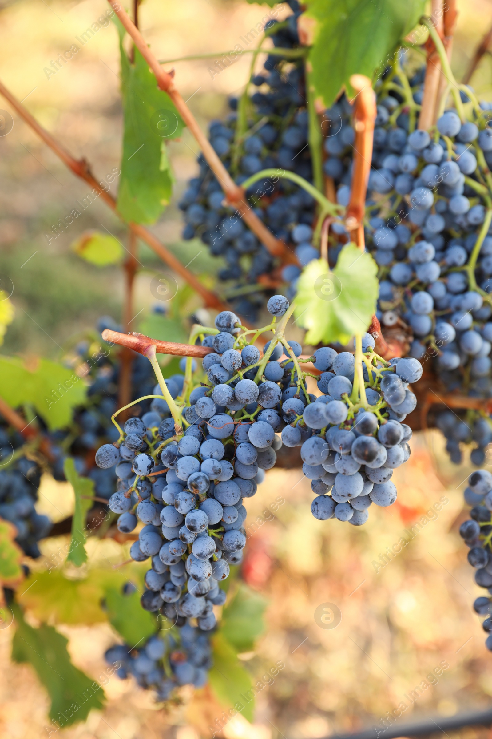 Photo of Delicious ripe grapes in vineyard. Harvest season