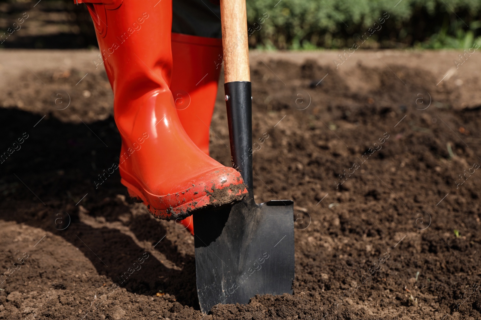 Photo of Woman digging soil with shovel outdoors, closeup. Gardening time