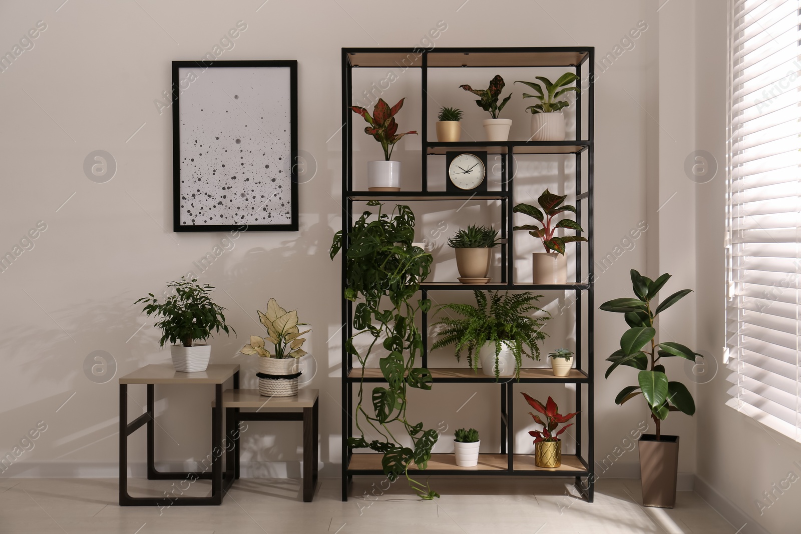 Photo of Shelving unit with collection of beautiful houseplants indoors
