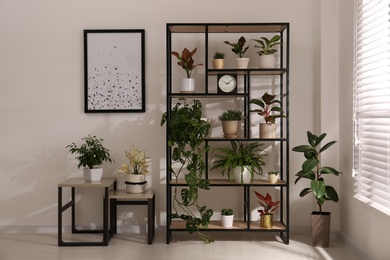 Photo of Shelving unit with collection of beautiful houseplants indoors