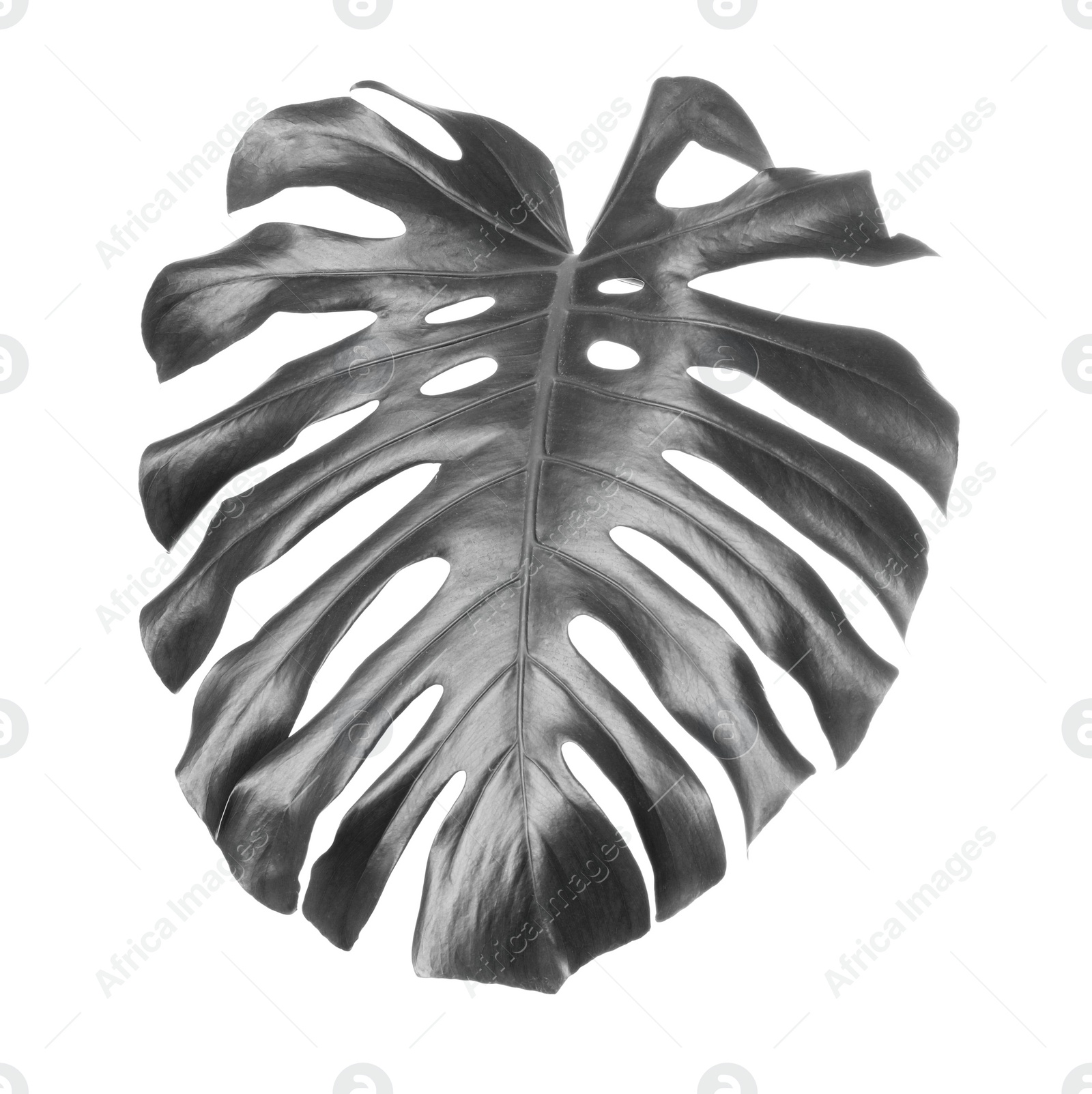 Image of Tropical monstera leaf on light background. Black and white tone