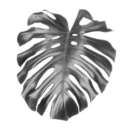 Tropical monstera leaf on light background. Black and white tone
