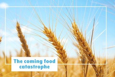 Image of The coming food catastrophe. Wheat field on sunny day
