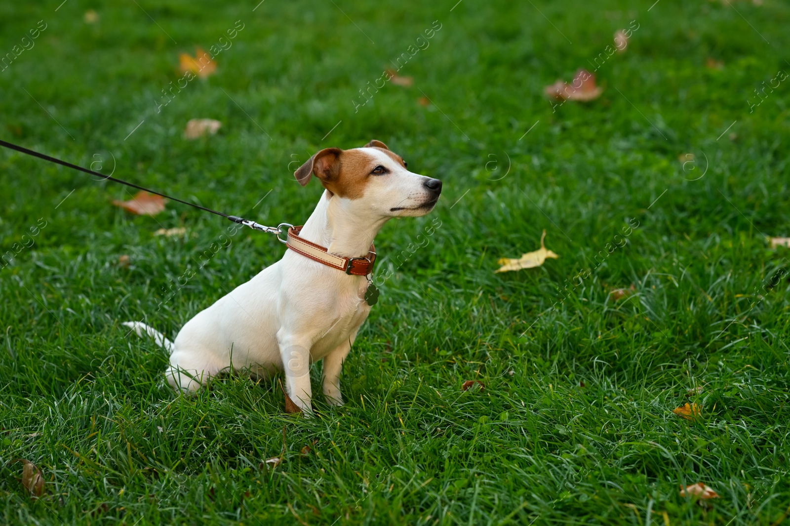 Photo of Adorable Jack Russell Terrier on green grass. Dog walking