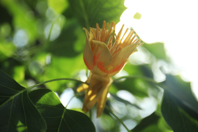 Closeup view of tulip poplar tree with fresh young green leaves and blossom outdoors on spring day