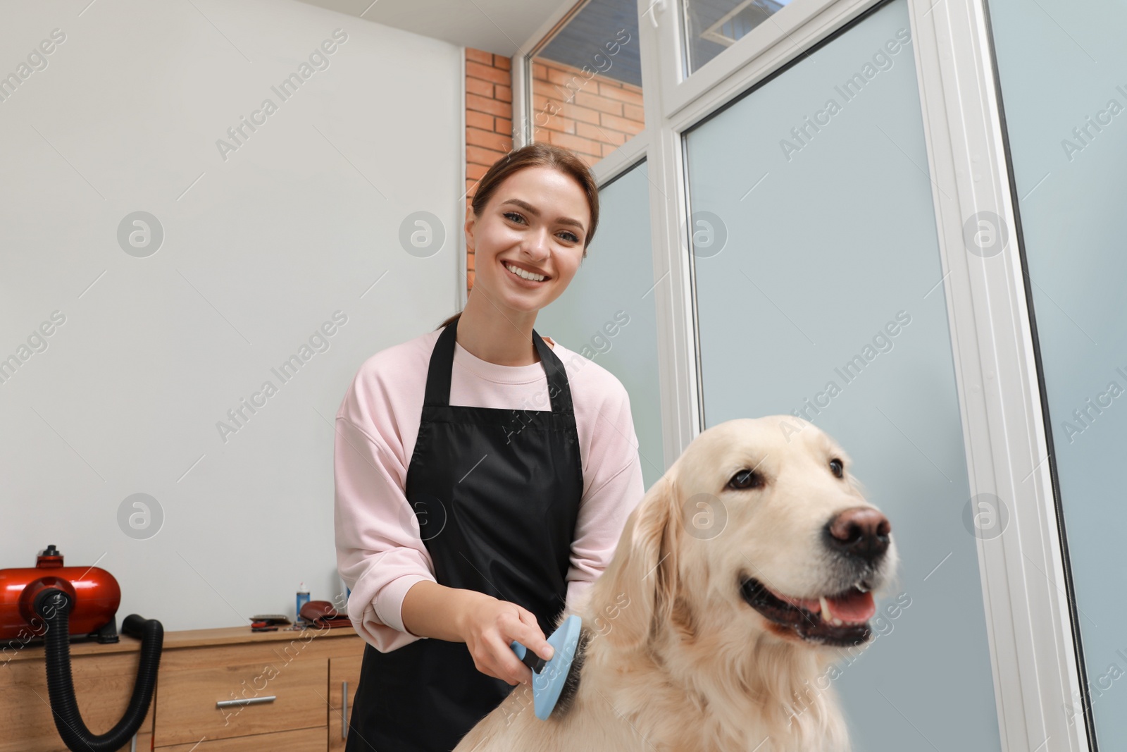 Photo of Professional groomer brushing fur of cute dog in pet beauty salon