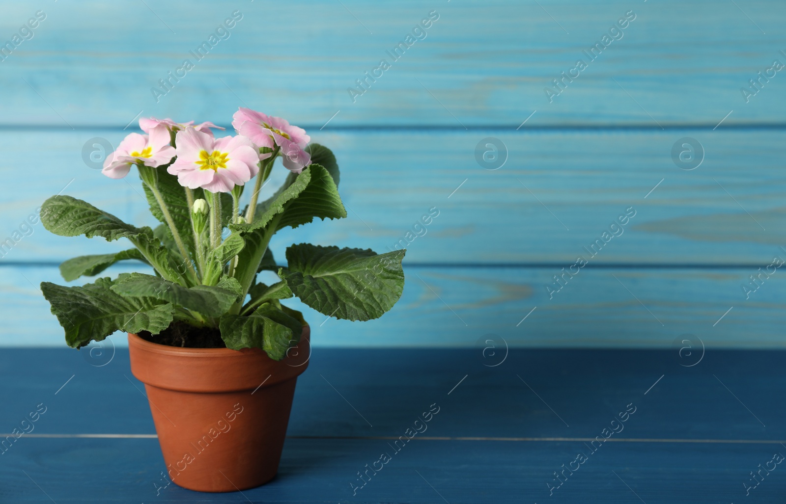 Photo of Beautiful violet in flowerpot on blue wooden table. Space for text