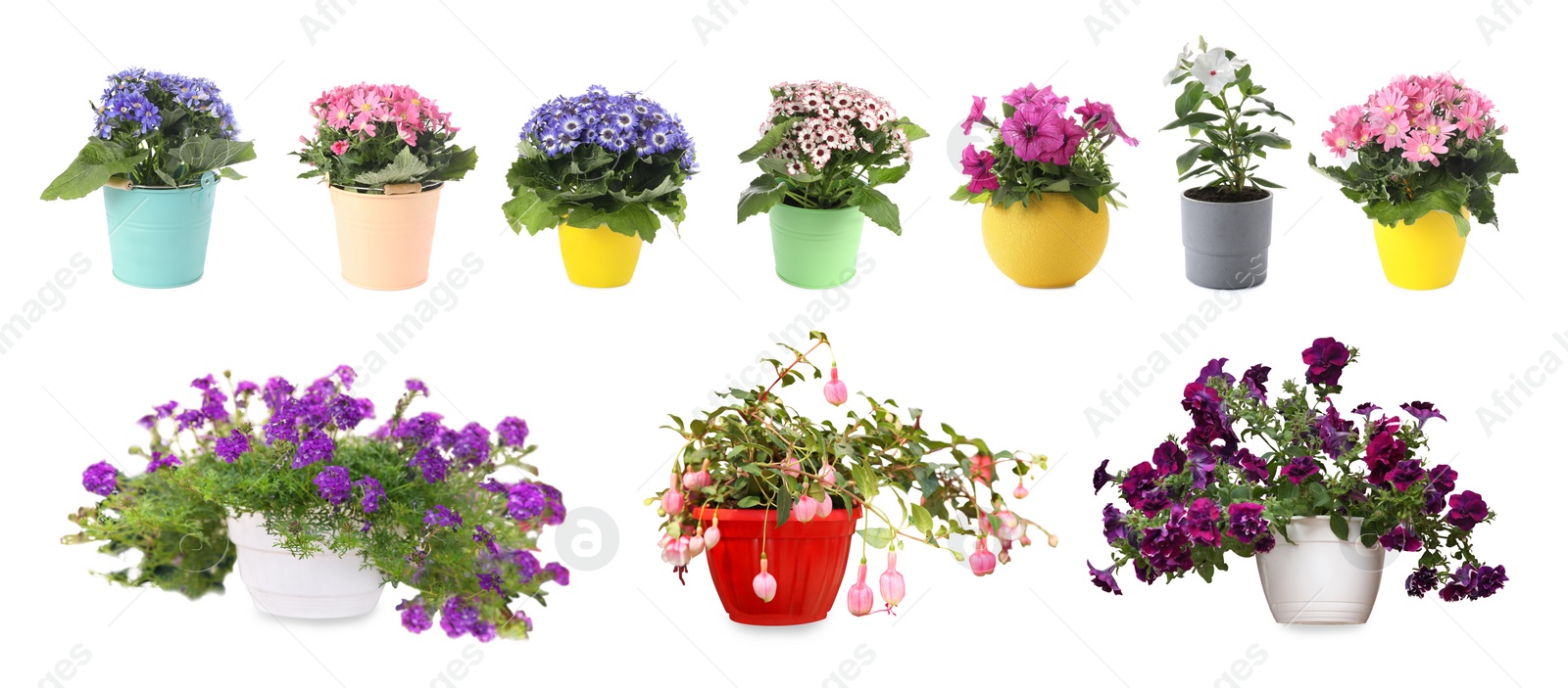 Image of Collection of beautiful flowers in pots on white background. Banner design