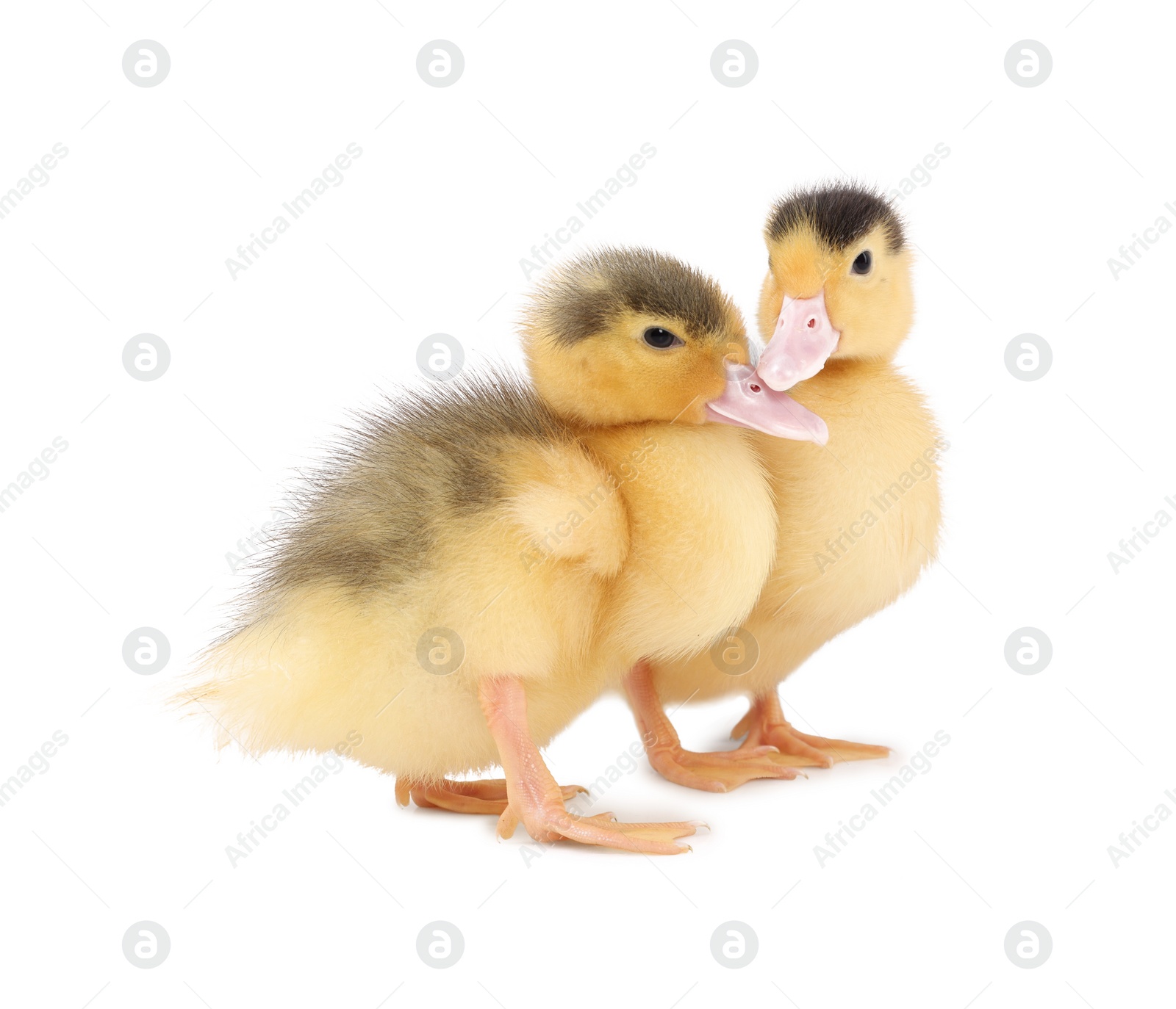 Photo of Baby animals. Cute fluffy ducklings on white background