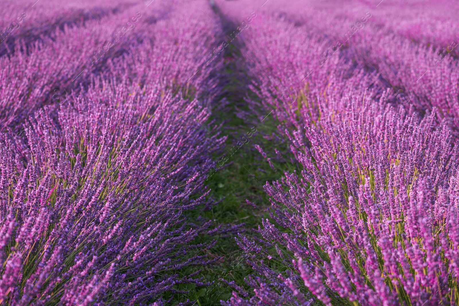 Photo of View of beautiful blooming lavender growing in field