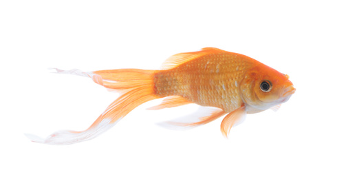 Photo of Beautiful bright small goldfish isolated on white