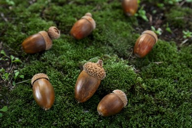 Many acorns on green moss outdoors. Nut of oak