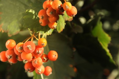 Photo of Rowan tree with many berries growing outdoors, closeup. Space for text