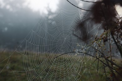 Closeup view of cobweb with dew drops on plants in forest