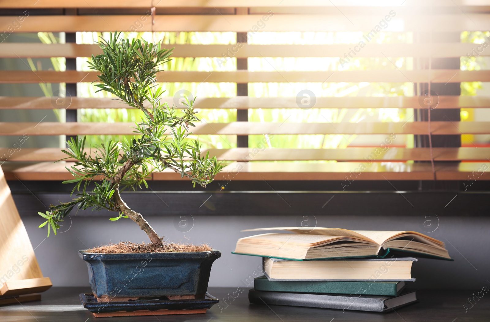 Photo of Japanese bonsai plant and books on table near window. Creating zen atmosphere at home