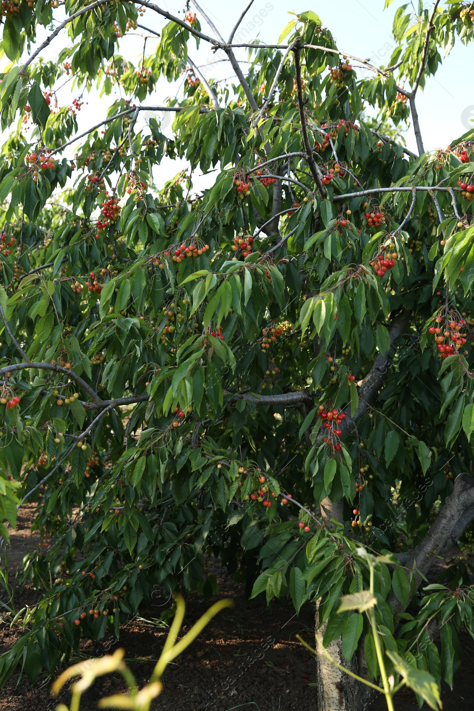 Photo of Cherry tree with green leaves and unripe berries growing outdoors