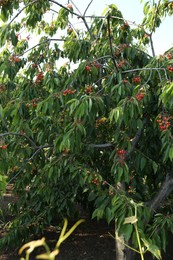 Cherry tree with green leaves and unripe berries growing outdoors