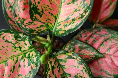 Photo of Aglaonema with beautiful leaves as background, closeup. Tropical plant
