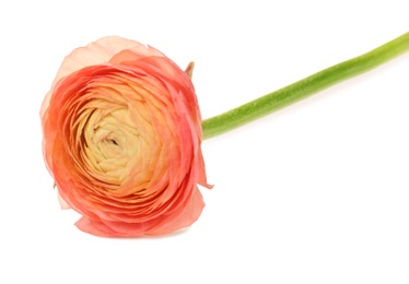 Photo of Beautiful ranunculus flower on white background