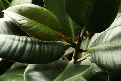 Photo of Ficus with lush leaves, closeup. Tropical plant