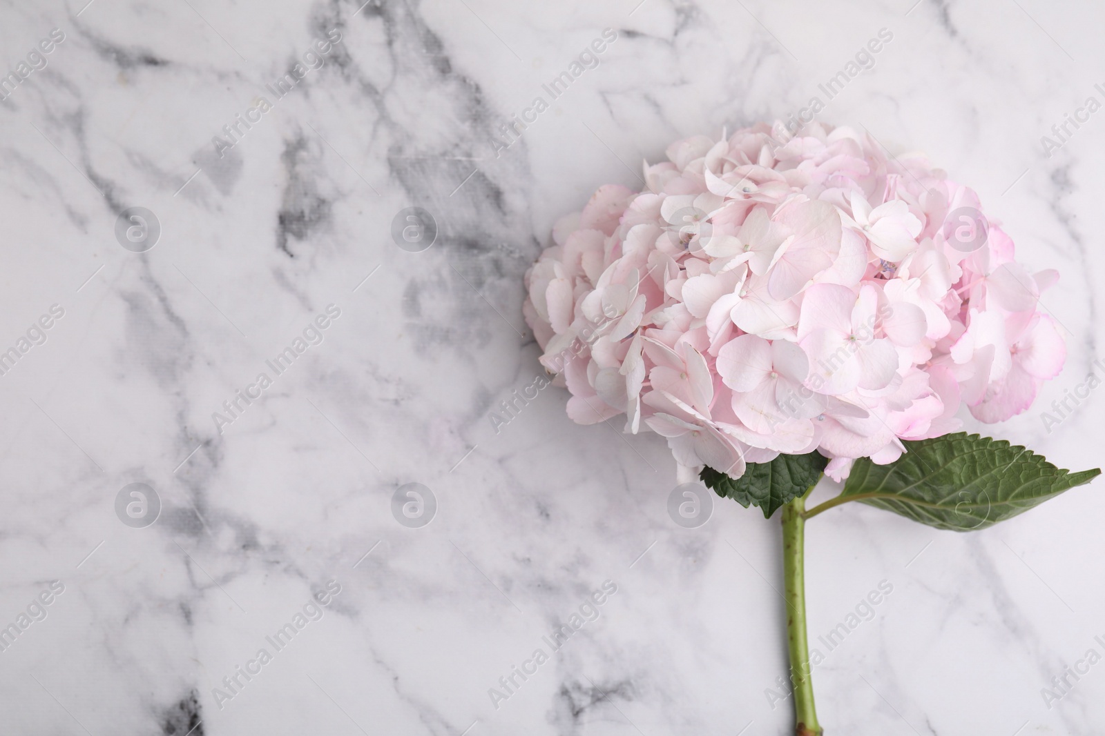 Photo of Beautiful pink hydrangea flower on white marble background, top view. Space for text