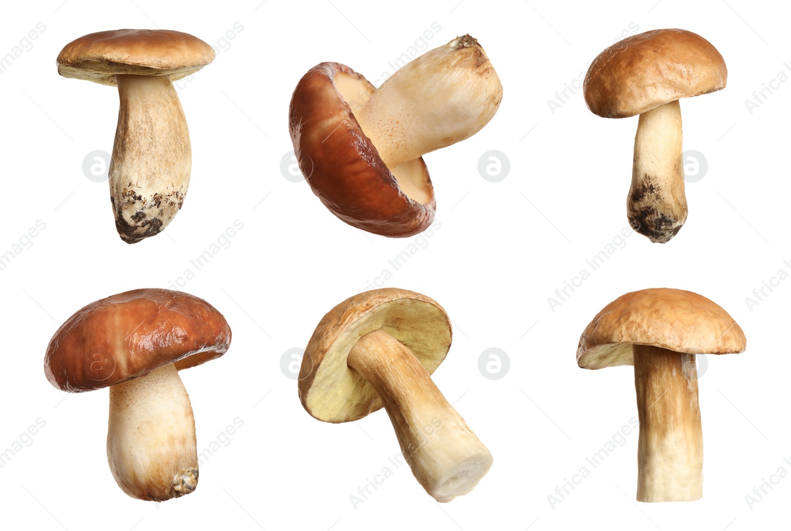 Image of Set of fresh slippery jack mushrooms on white background