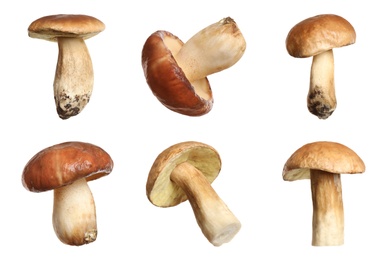 Image of Set of fresh slippery jack mushrooms on white background