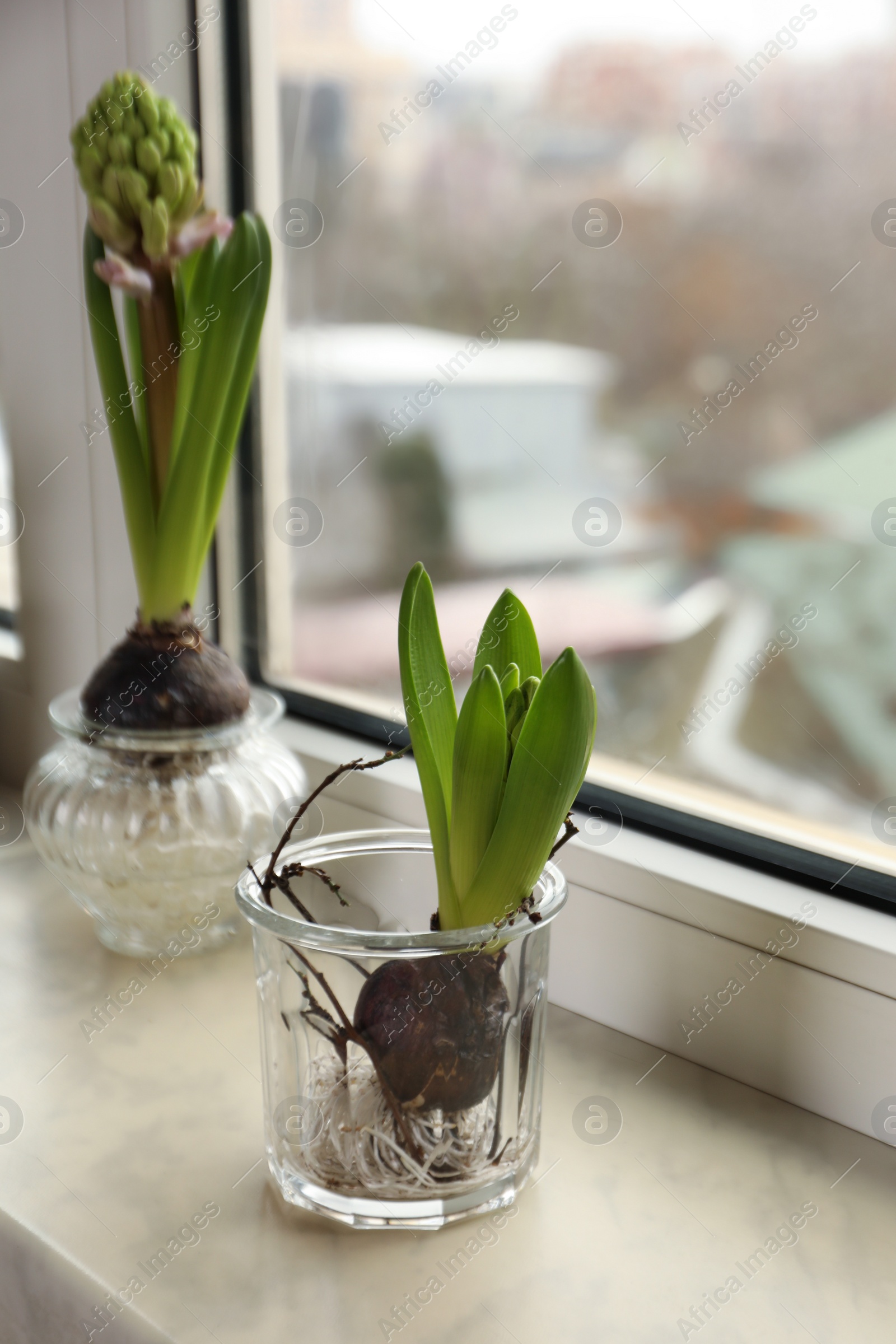 Photo of Spring is coming. Beautiful bulbous plants on windowsill indoors