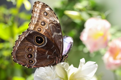 Beautiful common morpho butterfly on white flower in garden