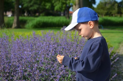 Cute boy standing near lavender plants in park outdoors