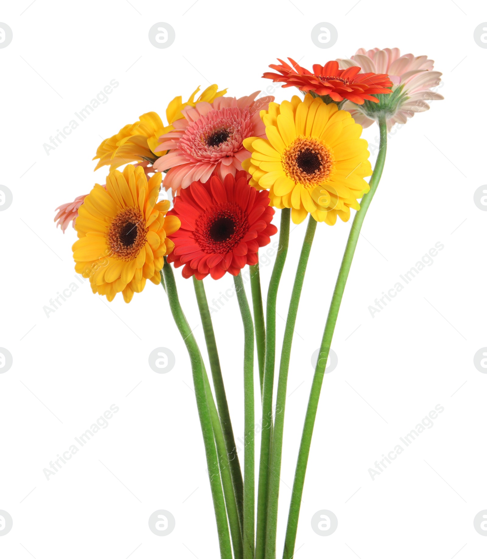 Photo of Bouquet of beautiful colorful gerbera flowers on white background