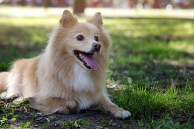 Cute dog in park on sunny day, space for text