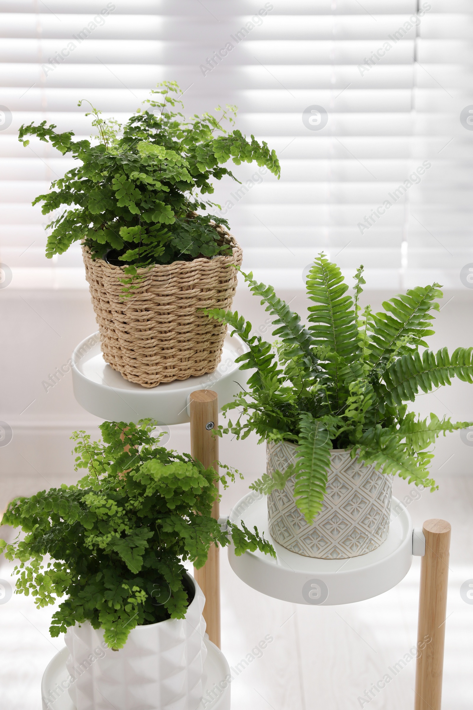 Photo of Beautiful fresh ferns on rack near window indoors