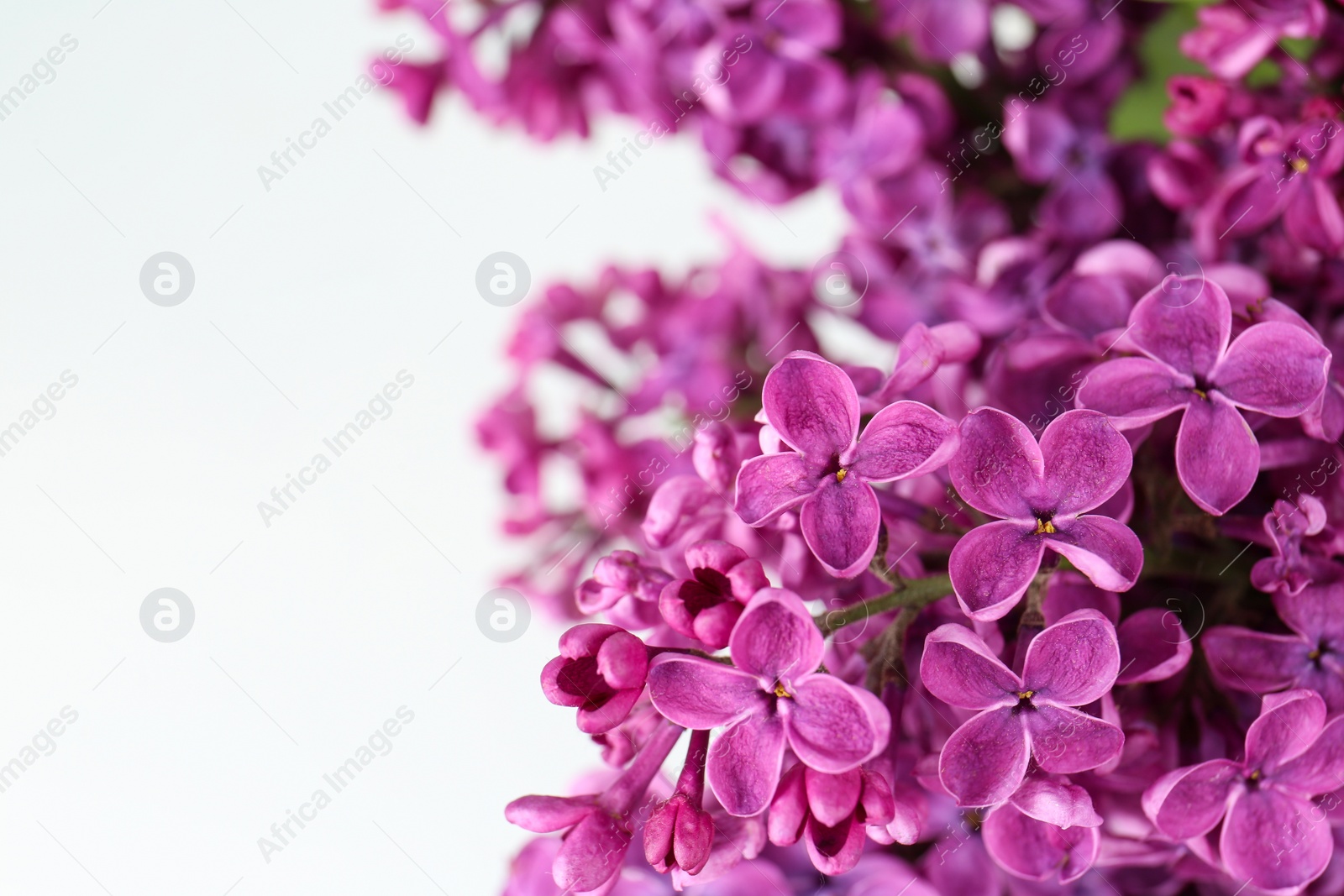 Photo of Closeup view of beautiful lilac flowers on white background, space for text