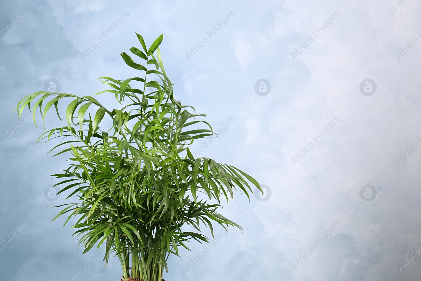 Photo of Beautiful green houseplant on light blue background, space for text