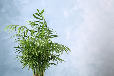 Beautiful green houseplant on light blue background, space for text