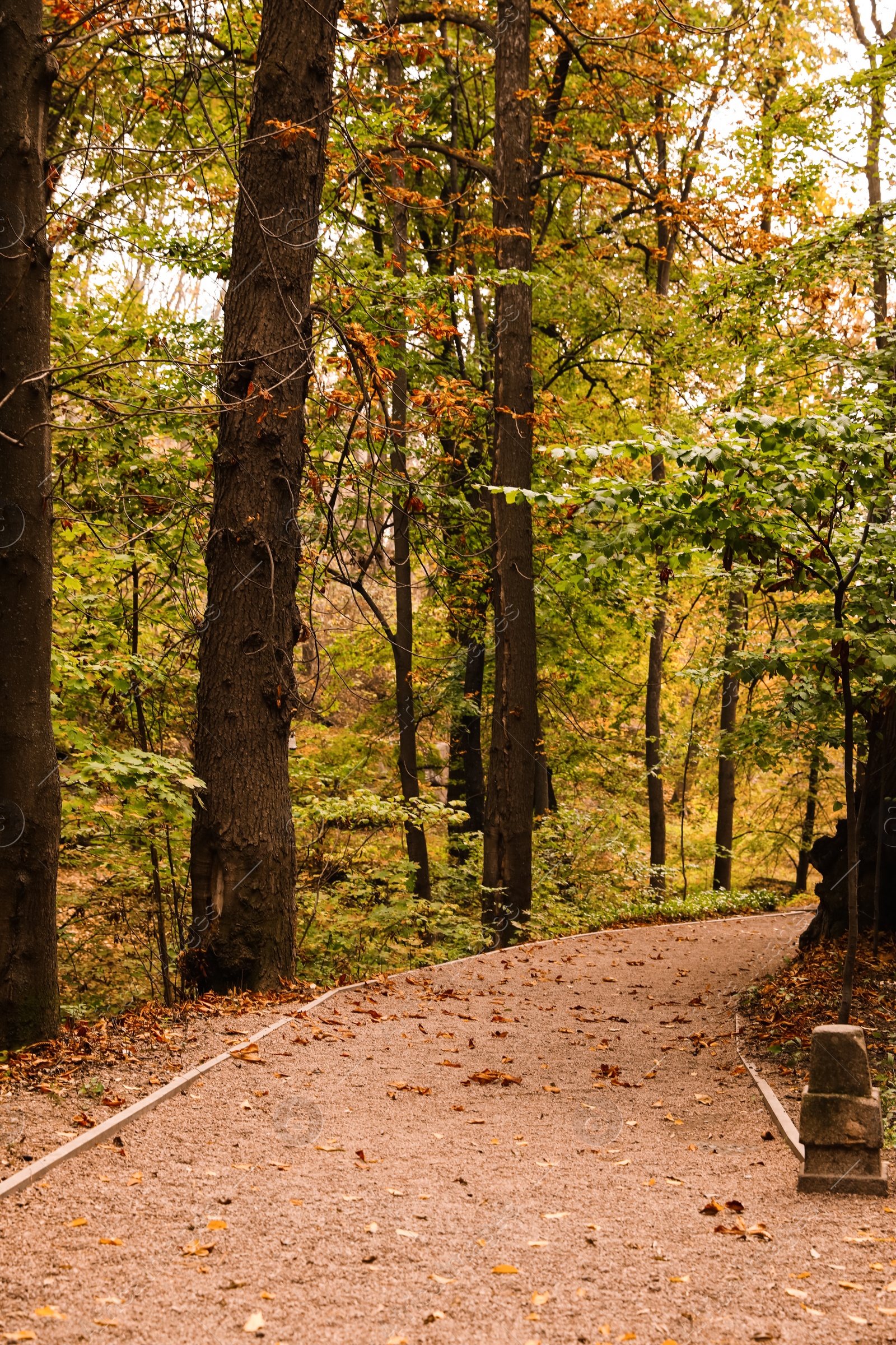 Photo of Beautiful view of park with trees on autumn day