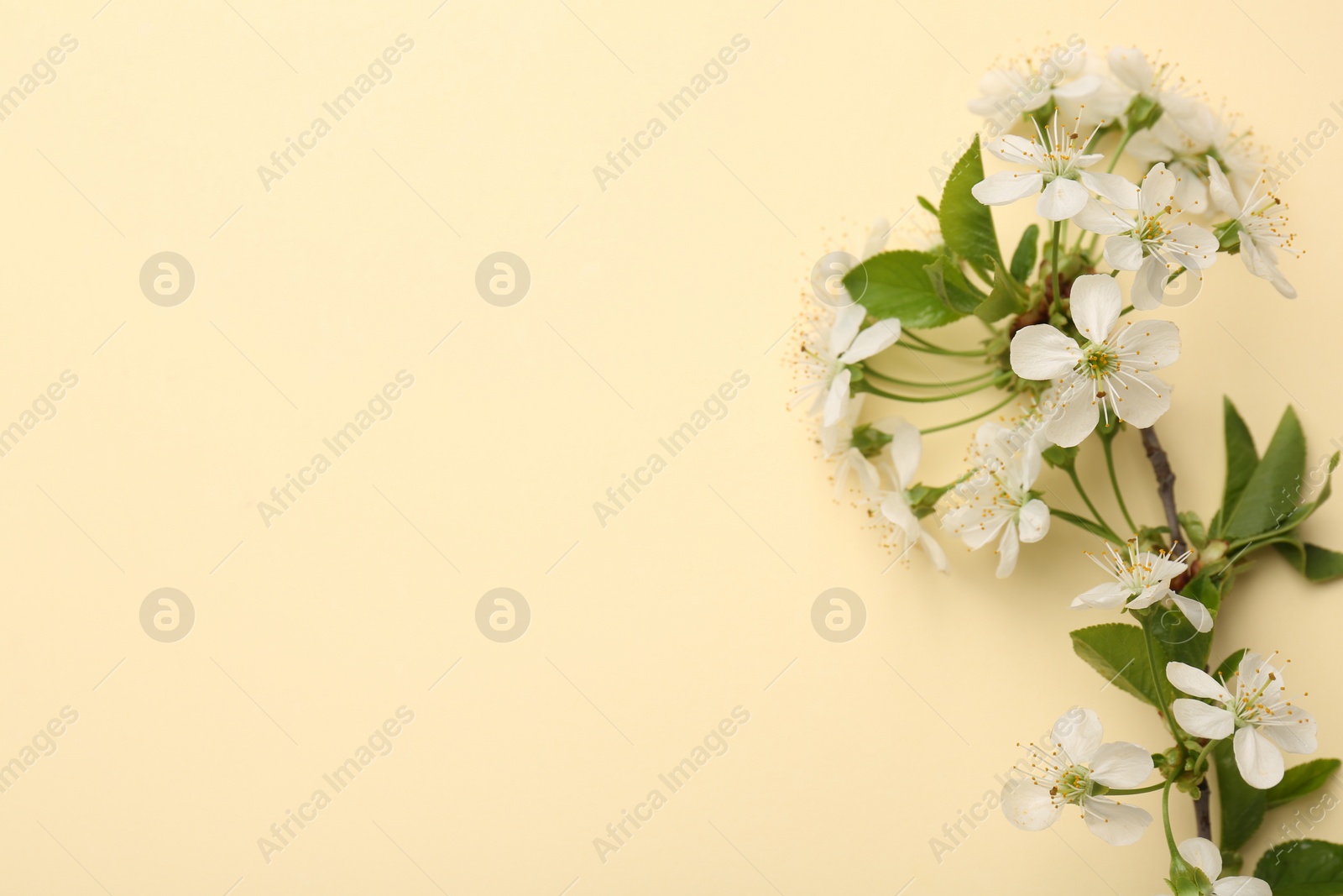 Photo of Spring tree branch with beautiful blossoms on beige background, top view. Space for text