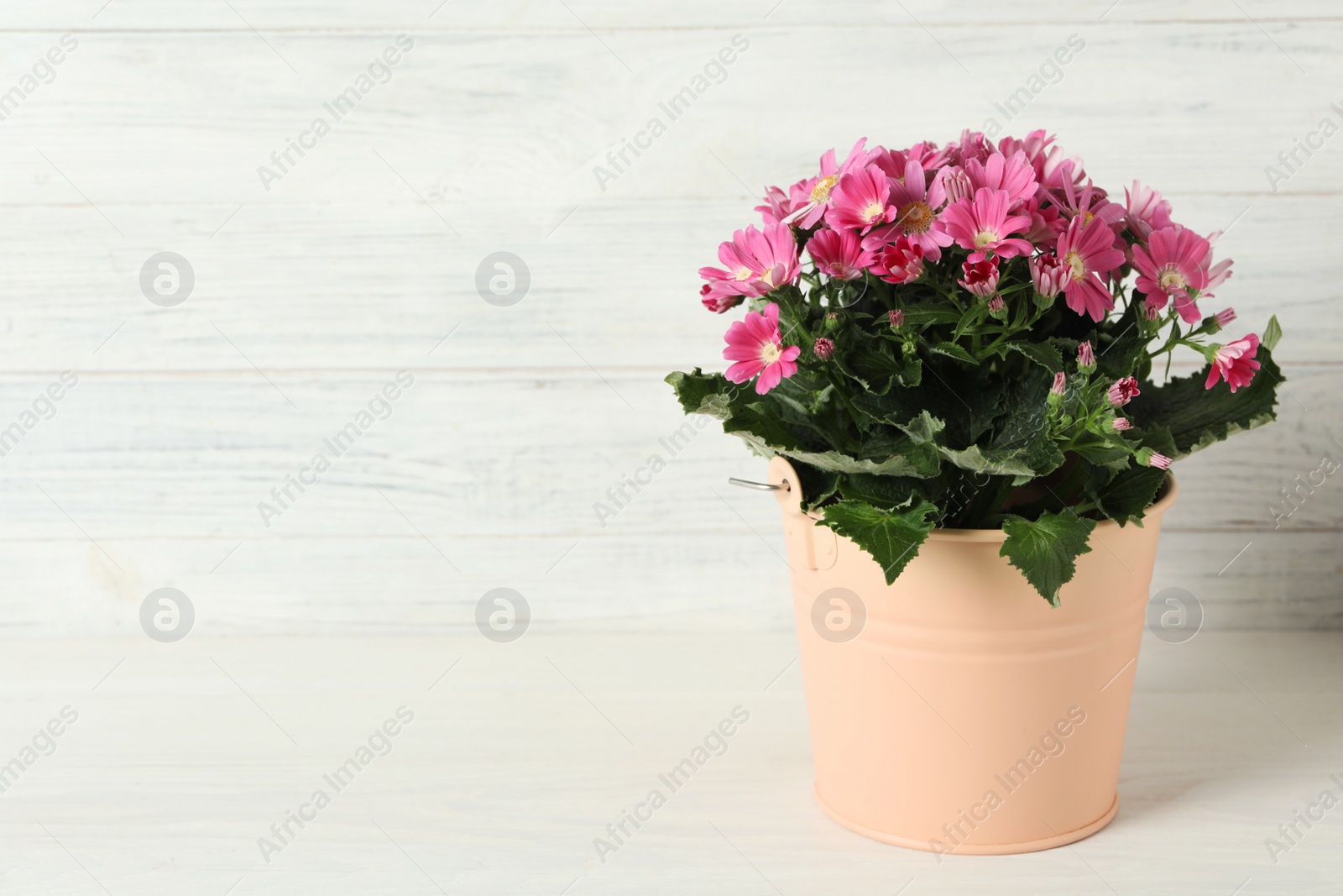 Photo of Beautiful pink cineraria plant in flower pot on white table. Space for text