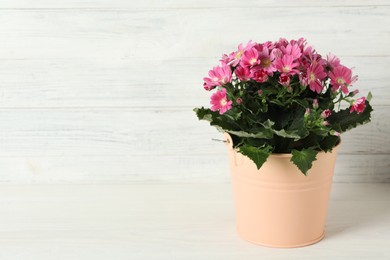 Photo of Beautiful pink cineraria plant in flower pot on white table. Space for text