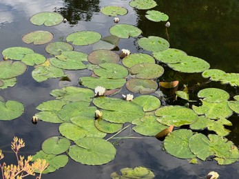 Photo of Pond with waterlily plants outdoors on sunny day