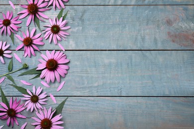 Photo of Beautiful echinacea flowers on light blue wooden table, flat lay. Space for text