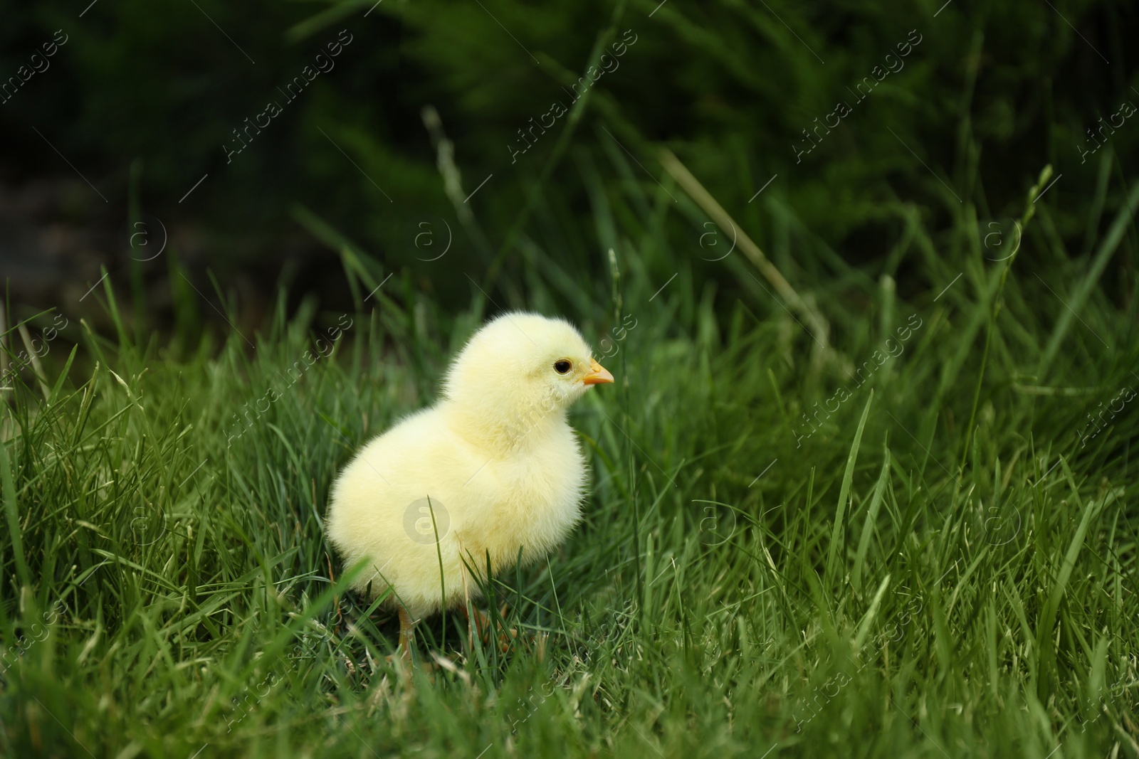 Photo of Cute fluffy baby chicken on green grass outdoors. Farm animal