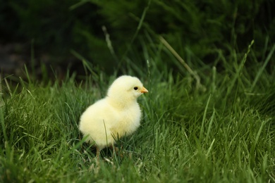 Photo of Cute fluffy baby chicken on green grass outdoors. Farm animal