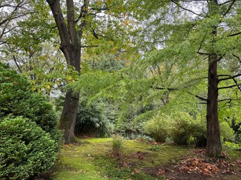 Photo of Bright moss and green grass, trees and other plants in park