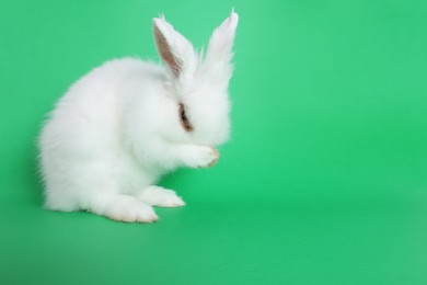 Photo of Fluffy white rabbit on green background, space for text. Cute pet