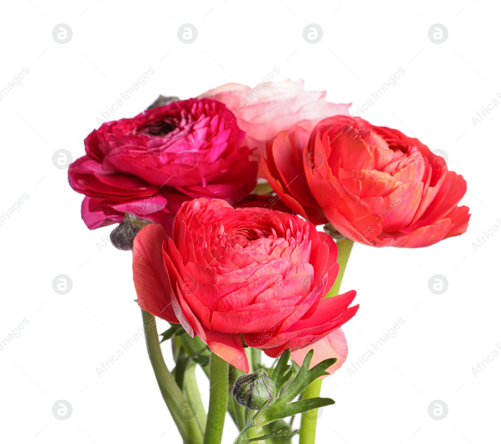 Photo of Beautiful fresh ranunculus flowers on white background